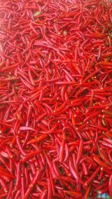 팜모닝 고추·영농일지 게시글 이미지