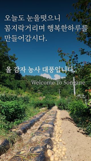 관음손가네님의 감자 · 영농일지 작성글 사진