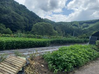 꿀벌이동일님의 고추 · 영농일지 작성글 사진