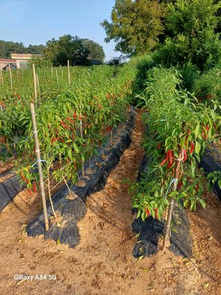 홍순오님의 👍팜이웃 칭찬해요! · 참여글 작성글 사진