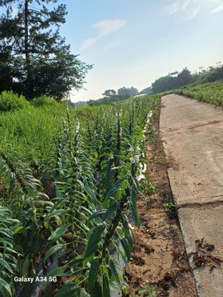 홍순오님의 👍팜이웃 칭찬해요! · 참여글 작성글 사진