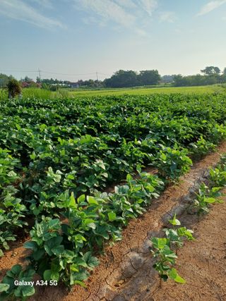 홍순오님의 👍팜이웃 칭찬해요! · 참여글 작성글 사진