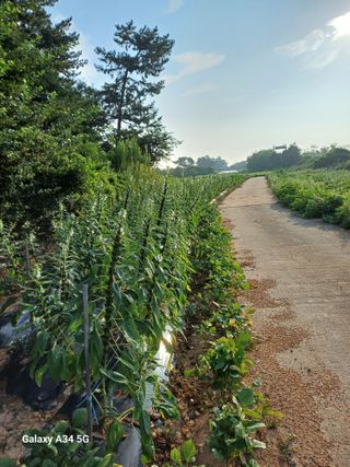 홍순오님의 👍팜이웃 칭찬해요! · 참여글 작성글 사진