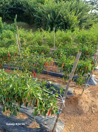 홍순오님의 👍팜이웃 칭찬해요! · 참여글 작성글 사진