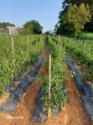 홍순오님의 👍팜이웃 칭찬해요! · 참여글 작성글 사진