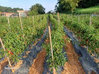 홍순오님의 👍팜이웃 칭찬해요! · 참여글 작성글 사진