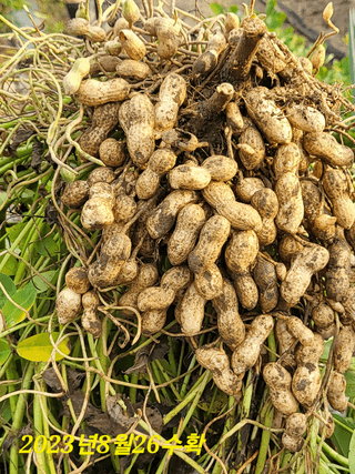 박순례님의 👍팜이웃 칭찬해요! · 참여글 작성글 사진