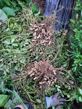 박순례님의 👍팜이웃 칭찬해요! · 참여글 작성글 사진