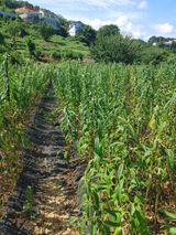 팜모닝 참깨·영농일지 게시글 이미지