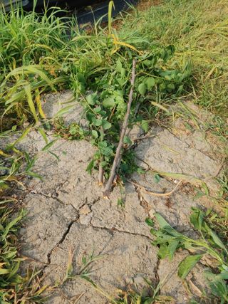 추연호님의 참깨 · 영농일지 작성글 사진