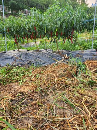 천지창조님의 자유주제 · 자유게시판 작성글 사진