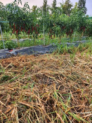 천지창조님의 자유주제 · 자유게시판 작성글 사진