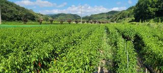 영덕 축산 김일규님의 고추 · 영농일지 작성글 사진