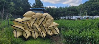 영덕 축산 김일규님의 고추 · 영농일지 작성글 사진