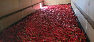 영덕 축산 김일규님의 고추 · 영농일지 작성글 사진