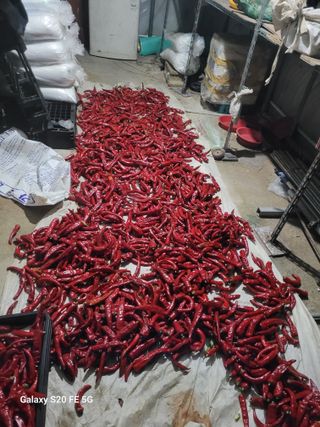 박위병님의 고추 · 영농일지 작성글 사진