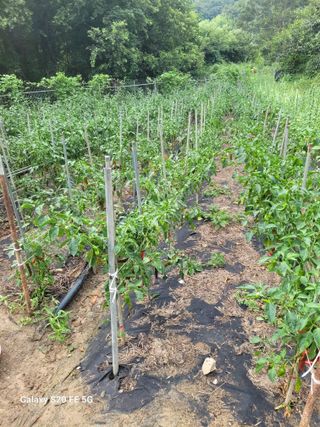 박위병님의 고추 · 영농일지 작성글 사진