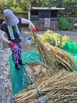 팜모닝 참깨·영농일지 게시글 이미지