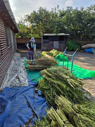 동부0079님의 참깨 · 영농일지 작성글 사진