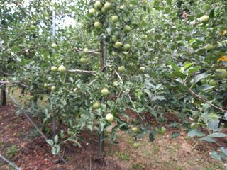 전제연 님의 사과 · 영농일지 작성글 사진