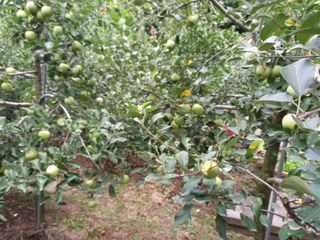 전제연 님의 사과 · 영농일지 작성글 사진