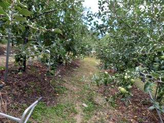 전제연 님의 사과 · 영농일지 작성글 사진