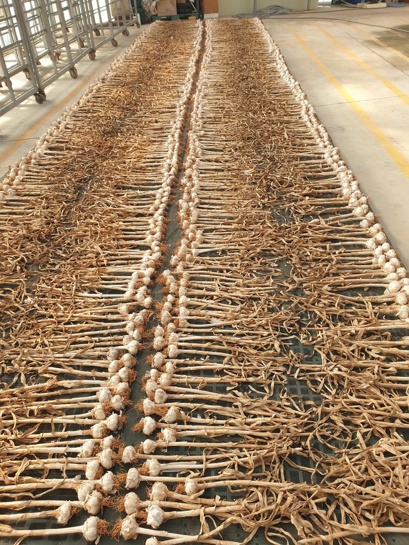 농부가 좋아님의 장터 판매 상품 [홍산마늘 1접] 첨부 사진