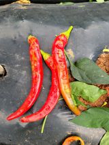 팜모닝 팜모닝·출석 게시글 이미지