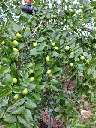 정원대추농원님의 기타작물 · 영농일지 작성글 사진