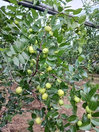 정원대추농원님의 기타작물 · 영농일지 작성글 사진