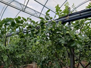 정원대추농원님의 기타작물 · 영농일지 작성글 사진