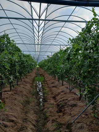 정원대추농원님의 기타작물 · 영농일지 작성글 사진