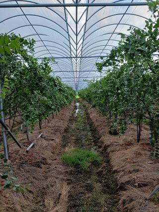 정원대추농원님의 기타작물 · 영농일지 작성글 사진