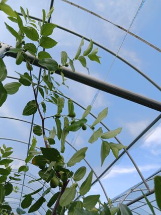 정원대추농원님의 기타작물 · 영농일지 작성글 사진