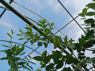 정원대추농원님의 기타작물 · 영농일지 작성글 사진