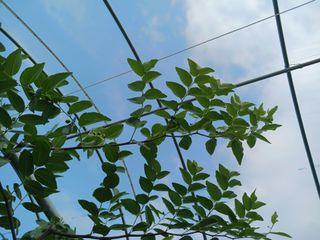 정원대추농원님의 기타작물 · 영농일지 작성글 사진