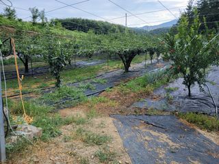 손덕락님의 배 · 영농일지 작성글 사진