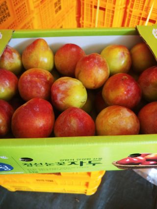 최순희20673님의 자두 · 영농일지 작성글 사진