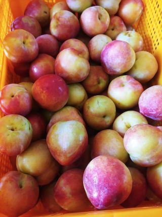 최순희20673님의 자두 · 영농일지 작성글 사진