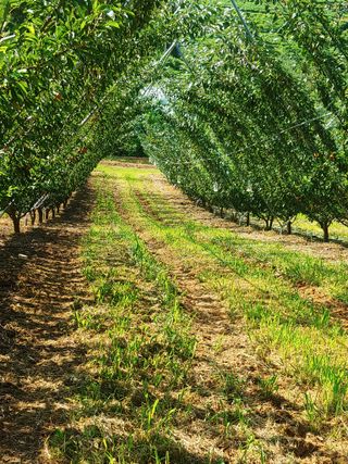 최순희20673님의 자두 · 영농일지 작성글 사진