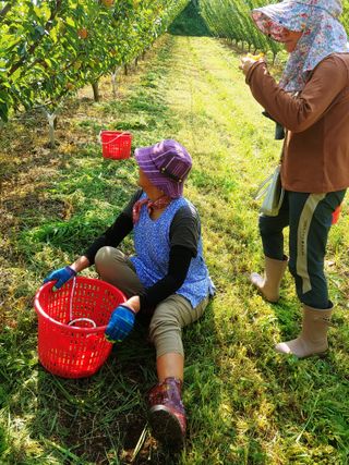 최순희20673님의 자두 · 영농일지 작성글 사진