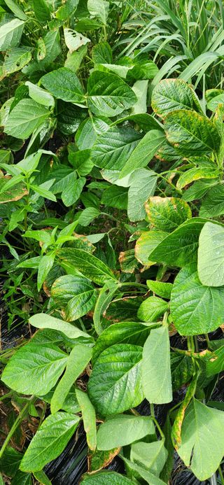 이인구님의 콩 · 병해충상담 작성글 사진