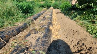 관음손가네님의 감자 · 영농일지 작성글 사진