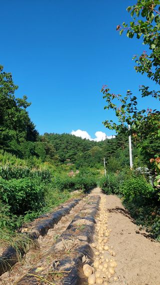 관음손가네님의 감자 · 영농일지 작성글 사진
