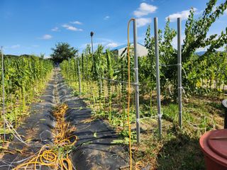 참가죽님의 참깨 · 영농일지 작성글 사진