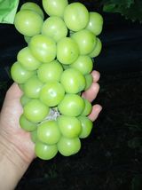 팜모닝 포도·병해충상담 게시글 이미지