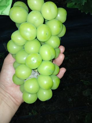 박기식님의 포도 · 병해충상담 작성글 사진