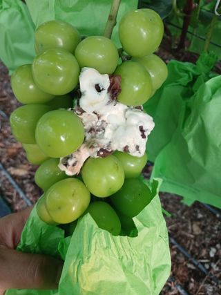 박기식님의 포도 · 병해충상담 작성글 사진