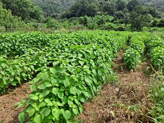 박은석님의 팜모닝 · 출석 작성글 사진