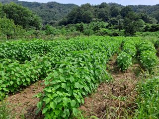 박은석님의 팜모닝 · 출석 작성글 사진